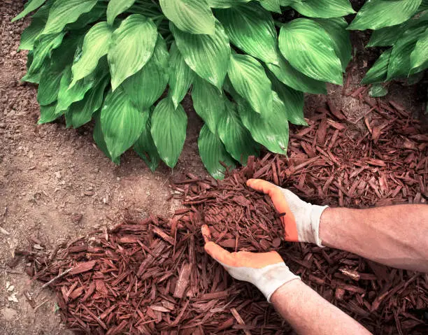 Mulching Fishers, IN