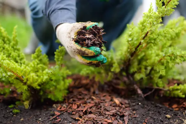 Mulching in Fishers, IN